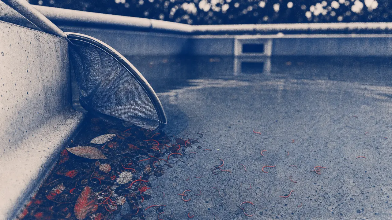 Petit vers dans la piscine : filaments rouges près du dépôt de feuilles